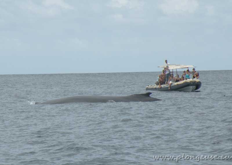 baleine.jpg